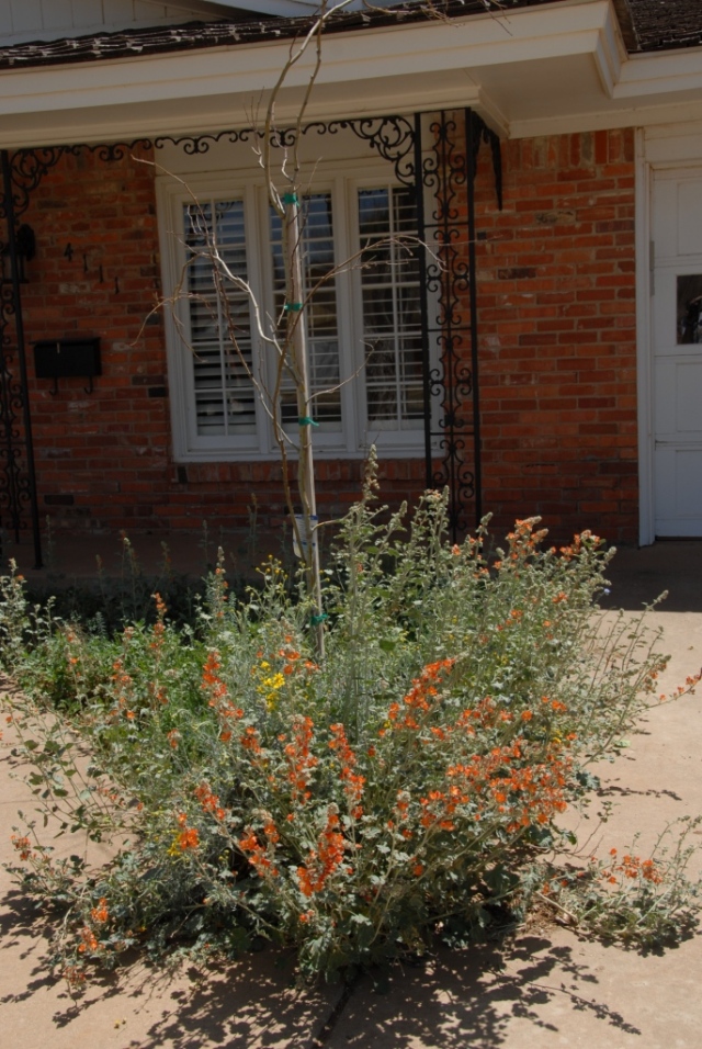 Globe mallows going mad in the triangle in the front of the house. The mesquite behind is yet to leaf out. 