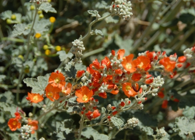 I'm really into these native globe mallows -- the bees go mad for them, they produce millions of seeds, and they also transplant well. I'm planning to collect and germinate seeds for transplant so I can get some more into the backyard.